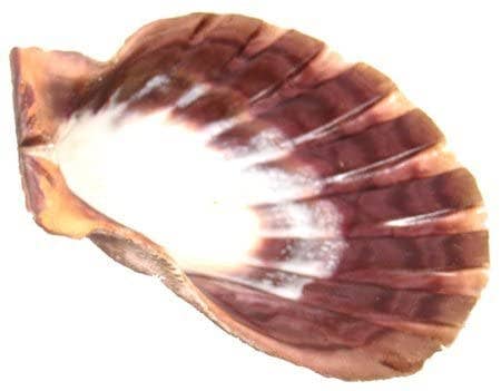 Large Lions Paw Shell: Single Lions Paw Shell