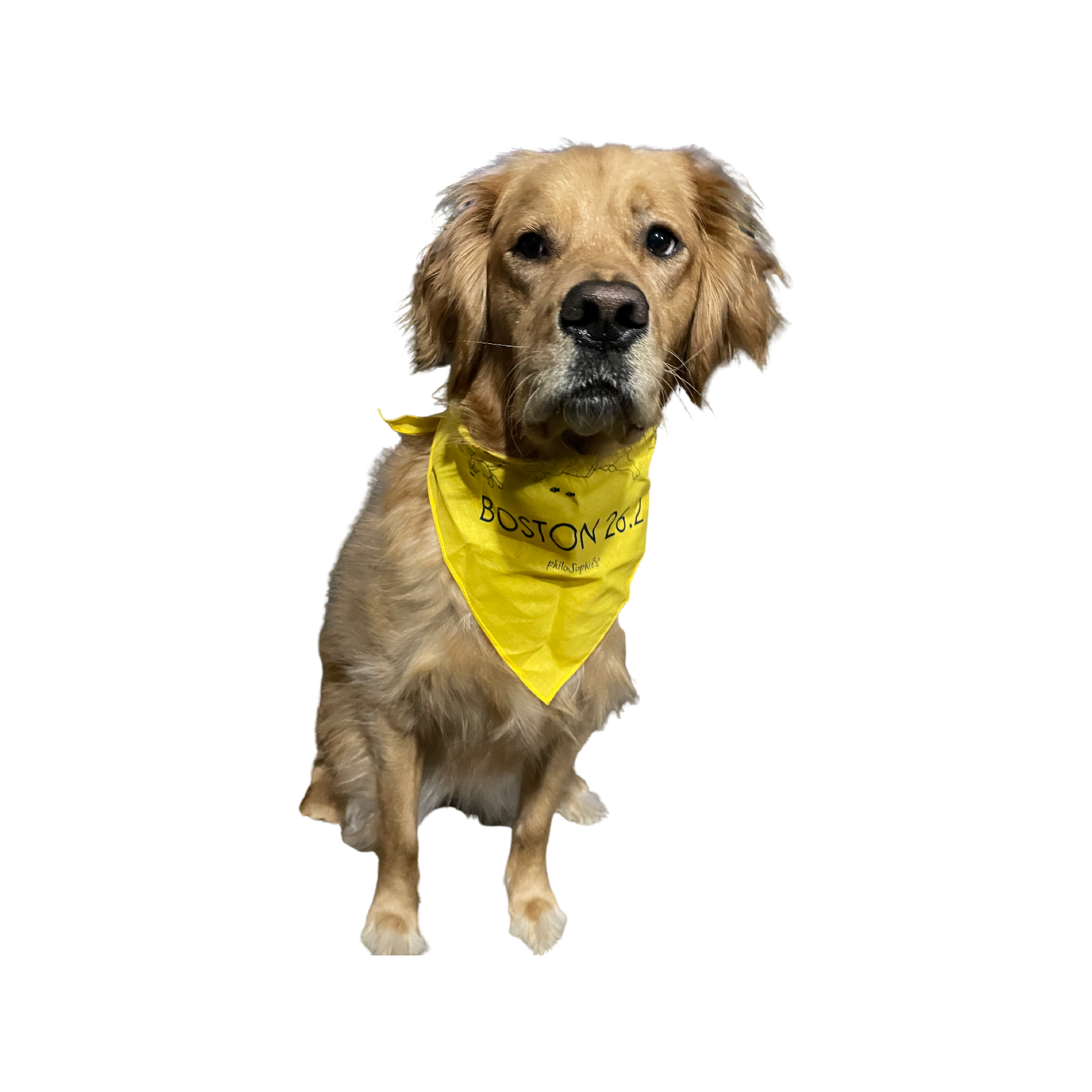 Boston 26.2 Dog Bandana