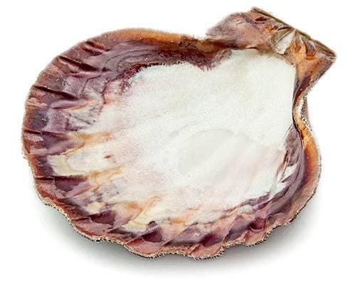 Large Lions Paw Shell: Single Lions Paw Shell