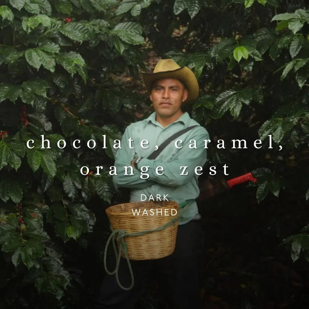 Mexico Chiapas Whole Bean Coffee 12 oz